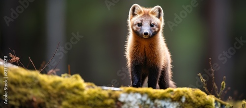 European Pine Marten scientifically known as Martes martes prowling for food with copy space image photo