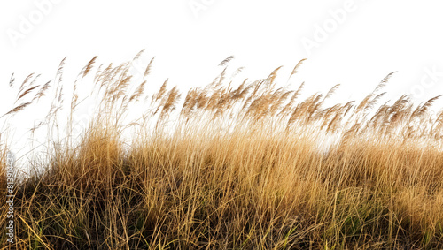 Cutout dried grass meadows savanna field isolated on transparent background 