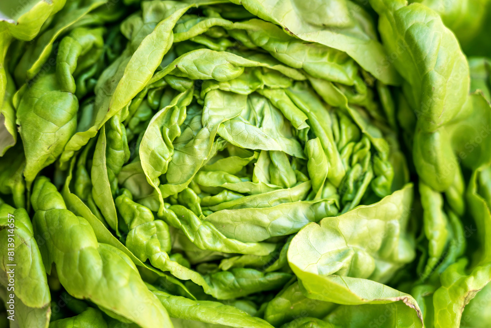 Close up of Green Lettuce Salad Close up of Green Lettuce Salad