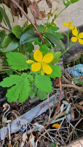 yellow flowers on a grass