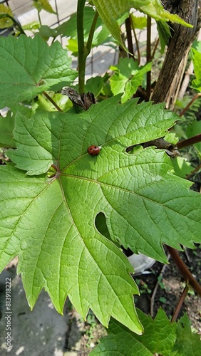 green leaves in the forest