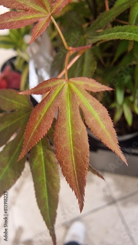 red and green leaves