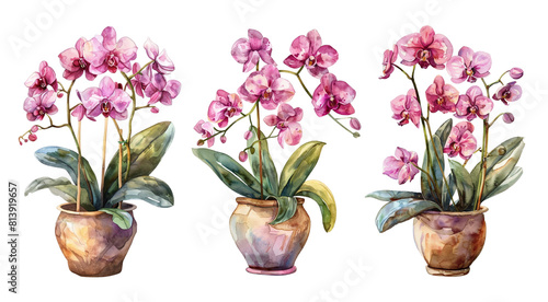 Fototapeta Naklejka Na Ścianę i Meble -  Watercolor set of orchid flowers isolated on transparent background.