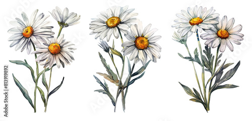 Fototapeta Naklejka Na Ścianę i Meble -  Watercolor set of daisy  flowers isolated on transparent background.