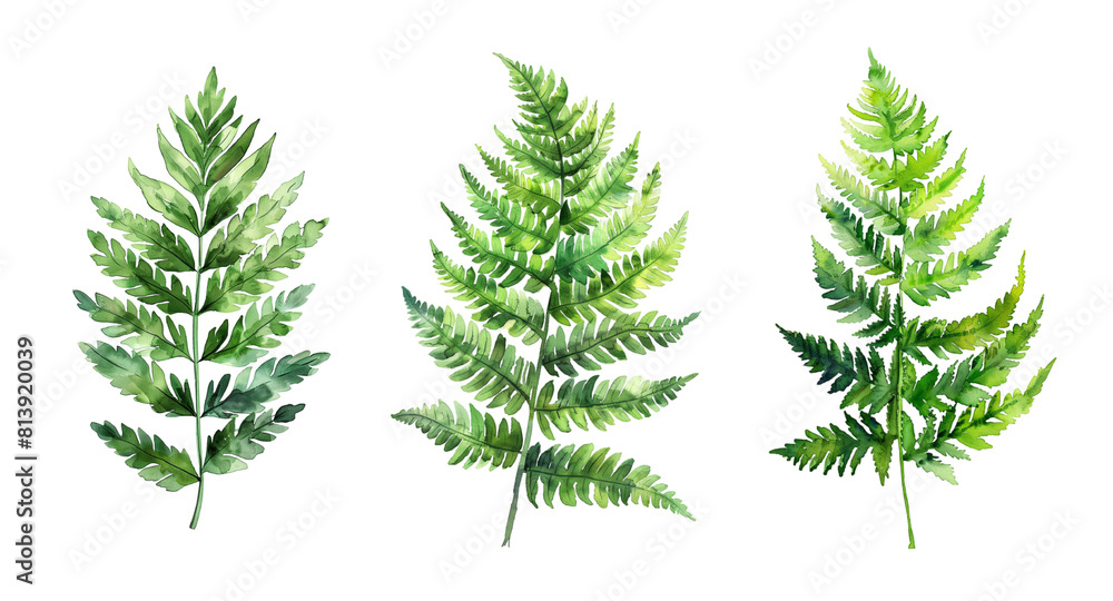 Watercolor set of fern isolated on transparent background. Watercolor set of fern isolated on transparent background.