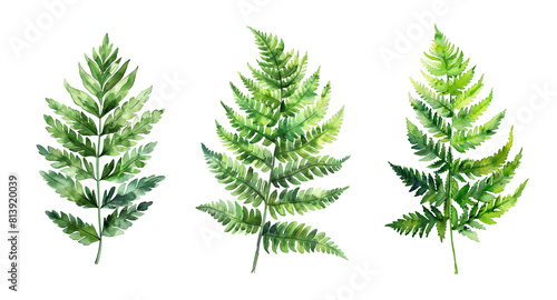 Watercolor set of fern isolated on transparent background.
