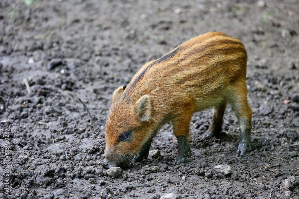 Young wild boar roaming and playing in the National park in Lelystad, The Netherlands. Young wild boar roaming and playing in the National park in Lelystad, The Netherlands.