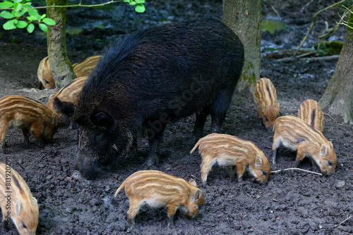 Family of wild boars roaming and playing in the National park in Lelystad, The Netherlands. photo