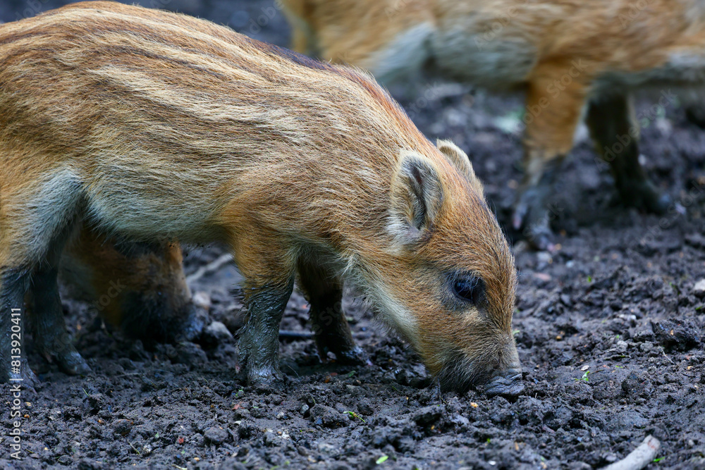 Young wild boar roaming and playing in the National park in Lelystad, The Netherlands. Young wild boar roaming and playing in the National park in Lelystad, The Netherlands.
