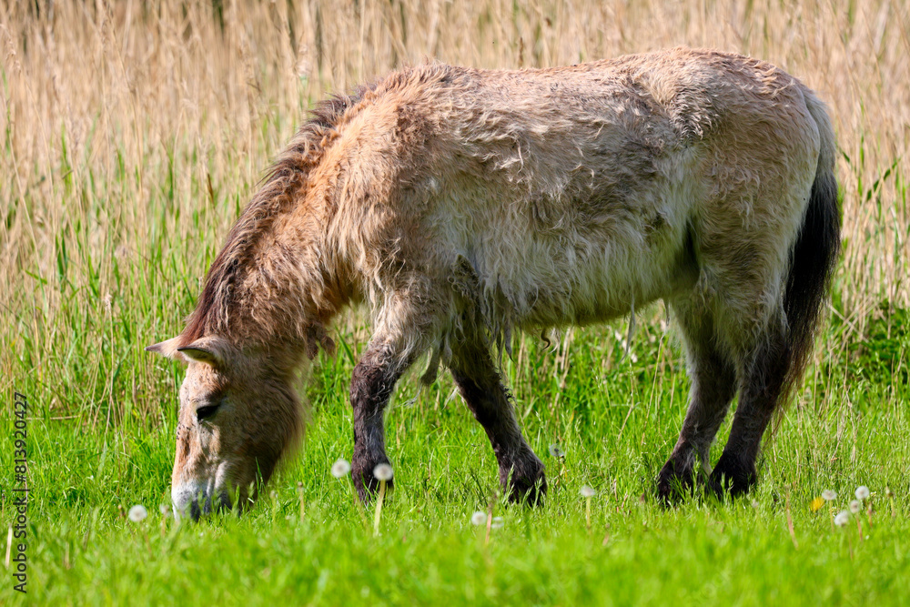 Wild horse in the national park in Lelystad, The Netherlands. Wild horse in the national park in Lelystad, The Netherlands.