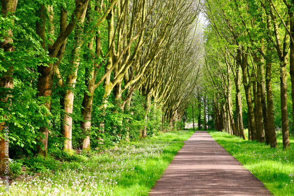 Obraz premium Spring, fresh green foliage. Scenic view of the park with sidewalk. The National park in Lelystad, The Netherlands.