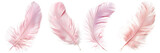 Set of delicate pink feathers on transparent background, soft and gentle theme