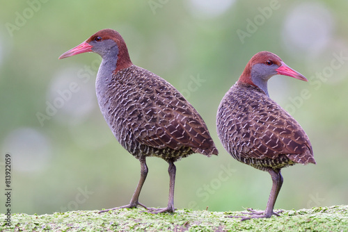 beautiful bar-backed birds perching together on green weed spot, slaty-breasted rail