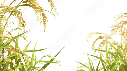 Rice field on white background with space for text.