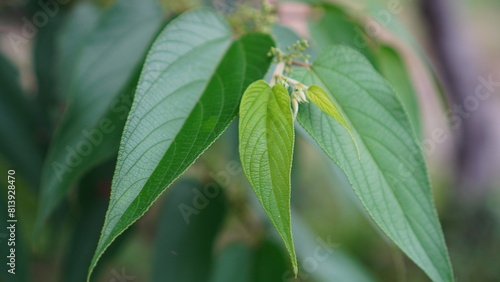 Trema tomentosum leaves on tree photo
