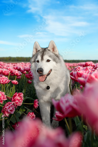 adorable happy black and white siberian husky in the charming pink tulip flowers field