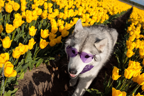 adorable happy black and white siberian husky in the charming yellow tulip flowers field with purple heart shape glasses and bandana