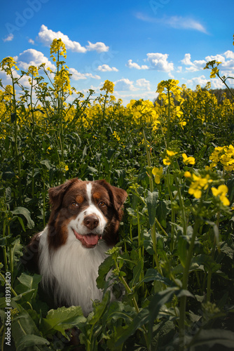 adorable happy australian shepherd in the charming yellow canola flowers field