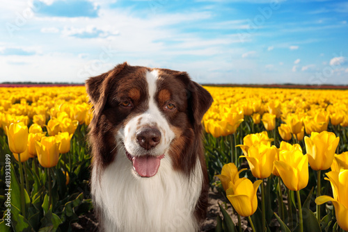 adorable happy australian shepherd in the charming yellow tulip flowers field