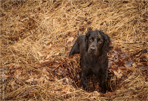 Black working cocker spaniel digging in the leaf mould