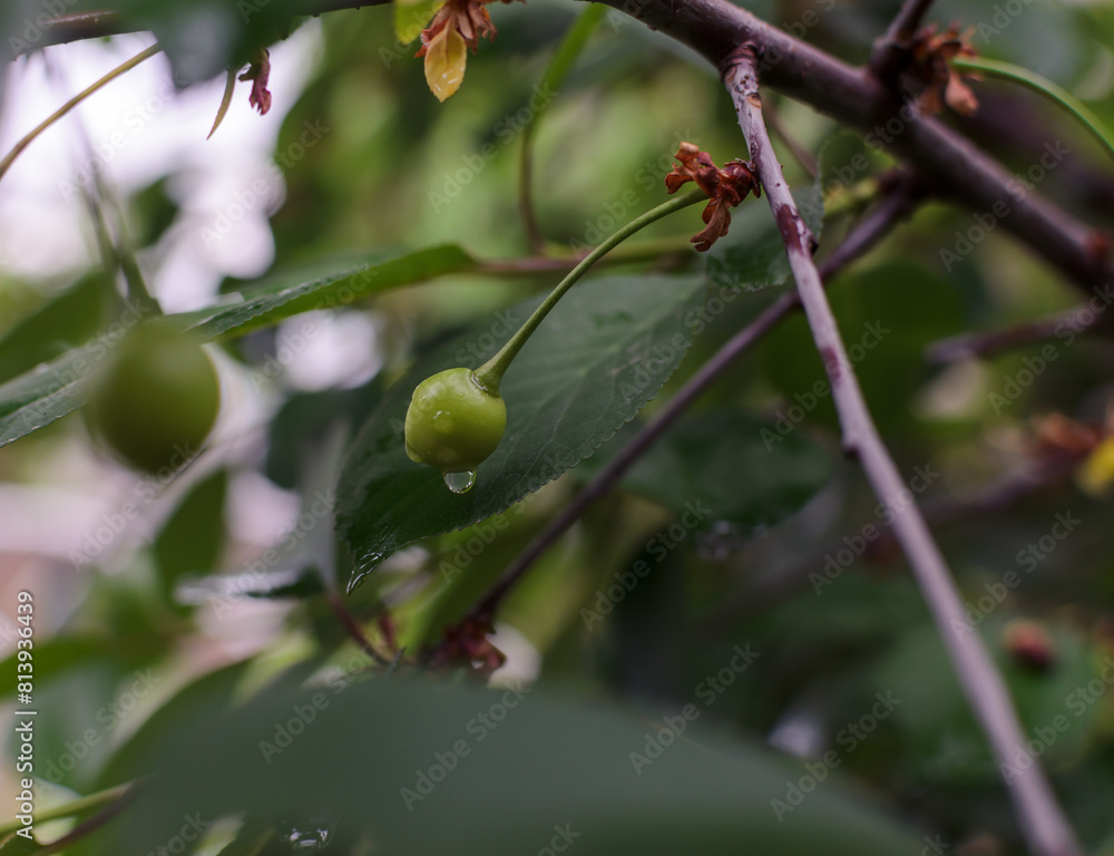 green cherry berry with a drop of water green cherry berry with a drop of water