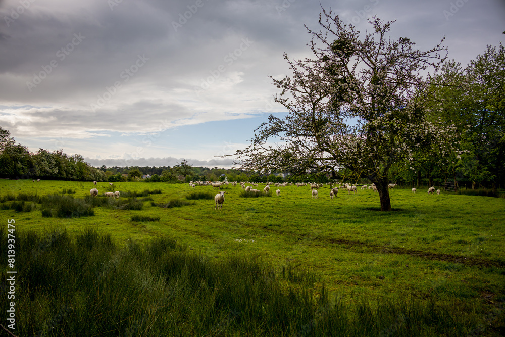 Troupeau de moutons sous un pommier dans un pâturage en Normandie Troupeau de moutons sous un pommier dans un pâturage en Normandie