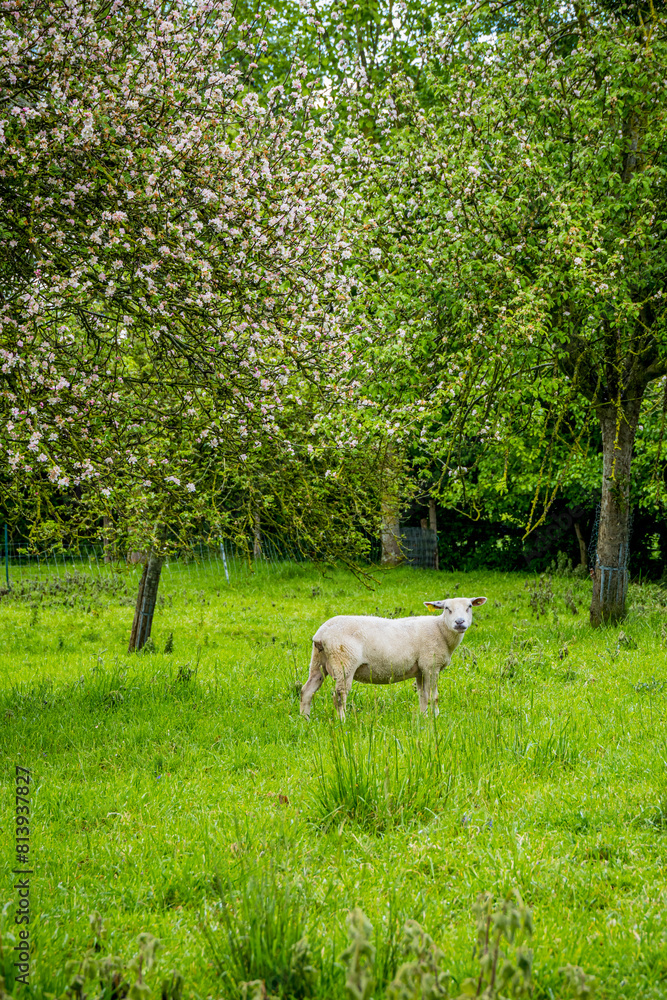 Troupeau de moutons sous un pommier dans un pâturage en Normandie Troupeau de moutons sous un pommier dans un pâturage en Normandie