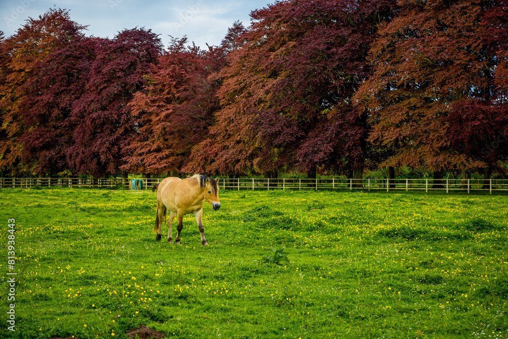 Fototapeta premium Cheval dans un pré en Normandie