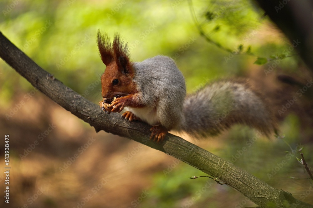 Delicious nut! Squrrel gnaws a nut. Delicious nut! Squrrel gnaws a nut.