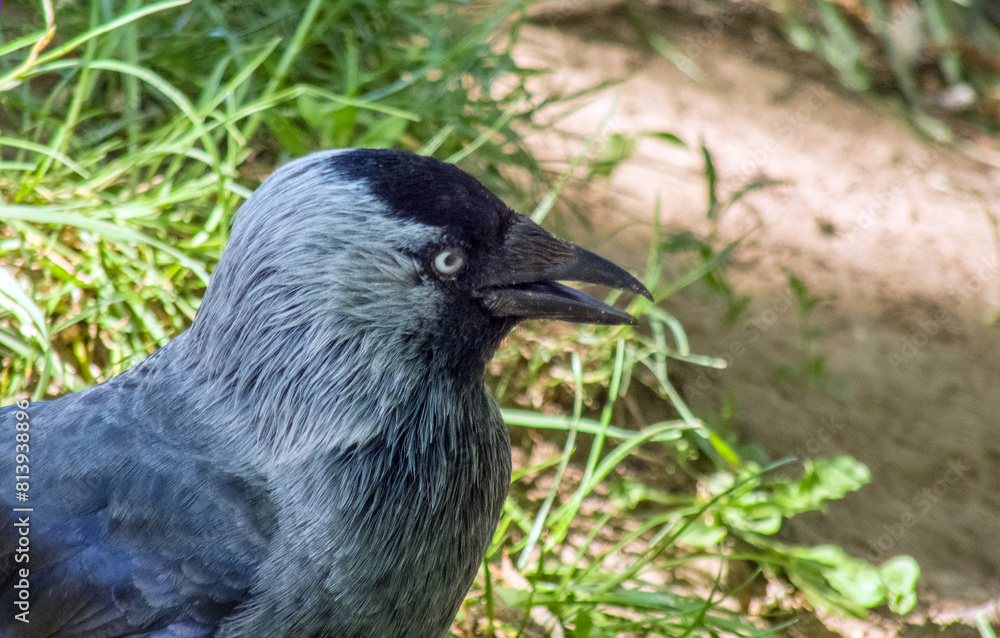 Obraz premium The western jackdaw (Coloeus monedula), bird walking in grass during summer sunny day