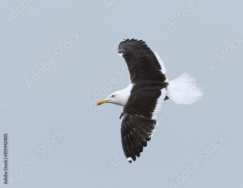 Lesser black-backed gull (Larus fuscus) flying in the sky in summer.	
