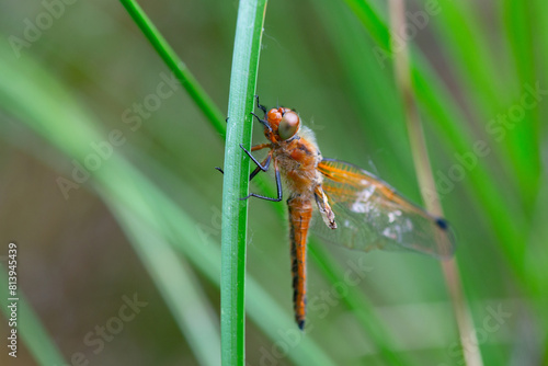 Red dragonfly is sitting on a green leaf, newly hatched insect, wetland Haff Reimich, nature reserve in Luxembourg  photo