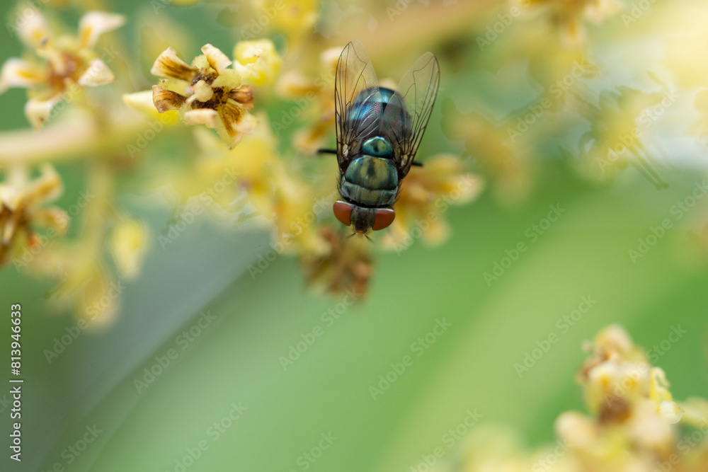 Close up view of bluebottle fly