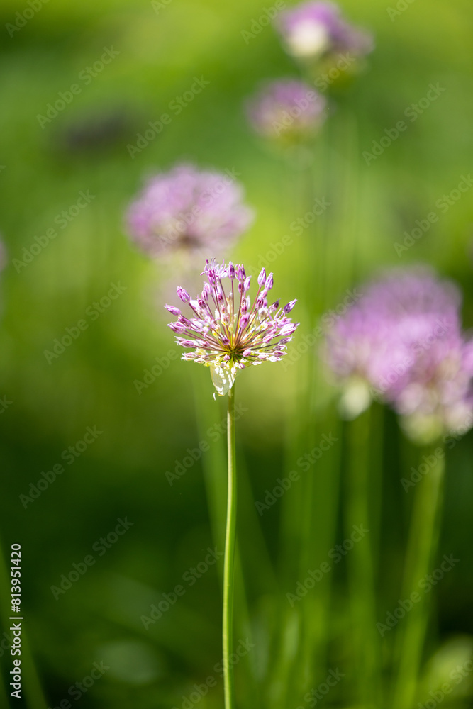 Allium flower close up against a background of green plants Allium flower close up against a background of green plants