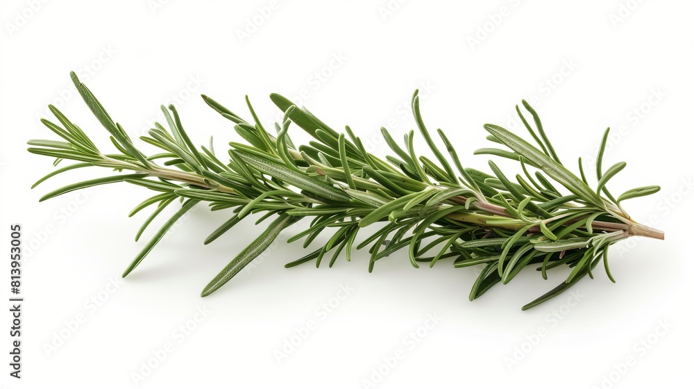Fresh rosemary isolated on white background. Rosemary is a aromatic herb with needle-like leaves and is used to flavor food. Fresh rosemary isolated on white background. Rosemary is a aromatic herb with needle-like leaves and is used to flavor food.