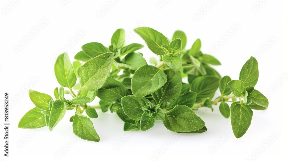Fresh oregano bunch isolated on white background Fresh oregano bunch isolated on white background