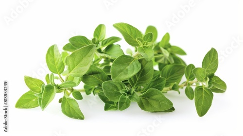 Fresh oregano bunch isolated on white background