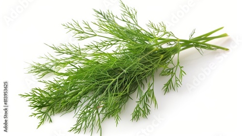 Fresh dill herb isolated on white background.