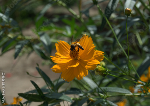 Bee suckling from a beautiful and colorful yelow flower, Thailand