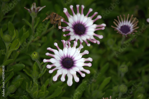 Beautiful and colorful white and purple flower in South Africa