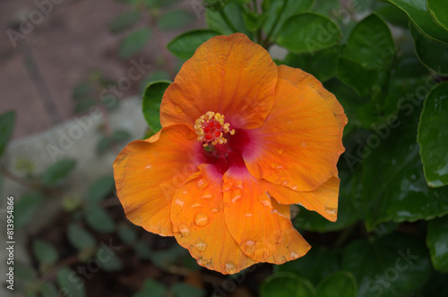 Beautiful and colorful orange / pink flower, Thailand