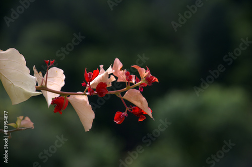 Beautiful and colorful red flower, South Africa