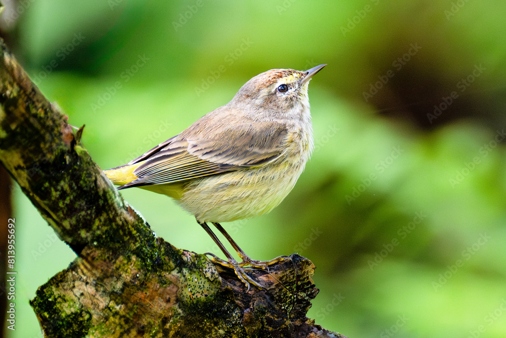 Naklejka premium Sunlit Palm Warbler singing in the Florida swamp.