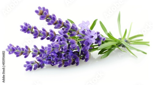 A beautiful bouquet of lavender flowers isolated on white background.