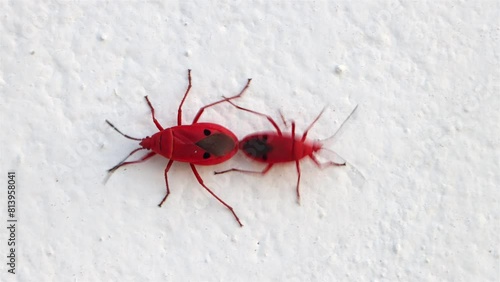 A couple of red bug - Kapok Bug (probergrothius nigricornis) is mating on the white wall photo