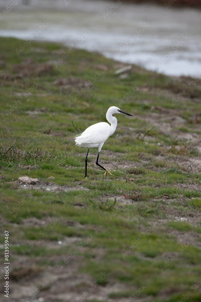 oiseau, oiseau blanc ,grand bec, oiseau grande pâte, nature, oiseau, oiseau blanc ,grand bec, oiseau grande pâte, nature,