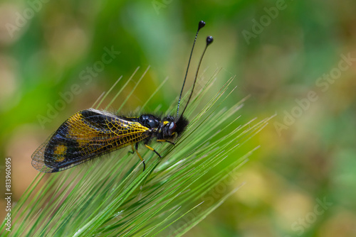 The owlfly (Libelloides macaronius) in a natural habitat photo
