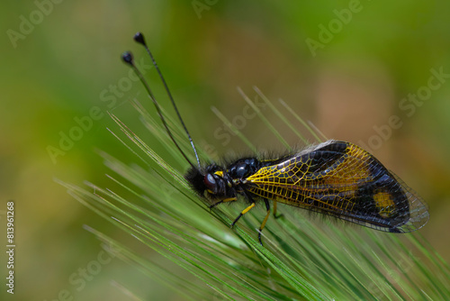 The owlfly (Libelloides macaronius) in a natural habitat © blackdiamond67