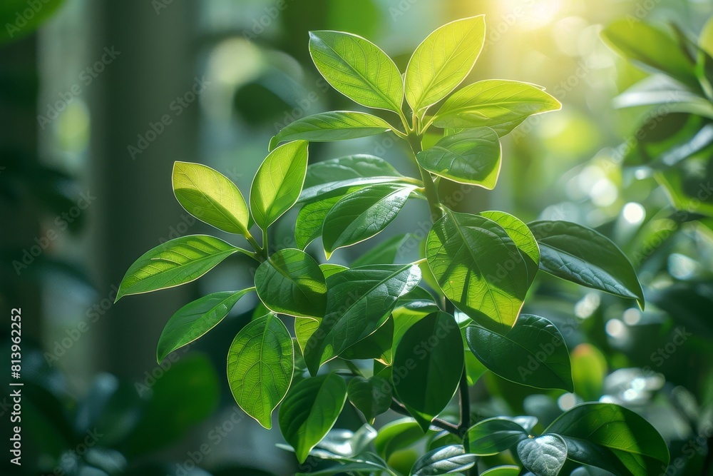 Ficus Tree in a Conservatory: Indoor tree with glossy leaves. Ficus Tree in a Conservatory: Indoor tree with glossy leaves.