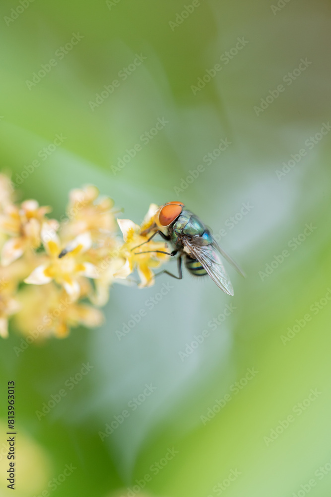 Close up view of bluebottle fly Close up view of bluebottle fly